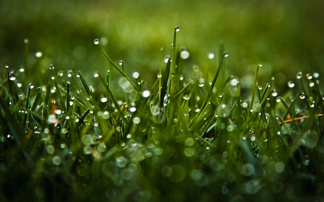 Grass water drops red stick free wallpaper - medium preview image