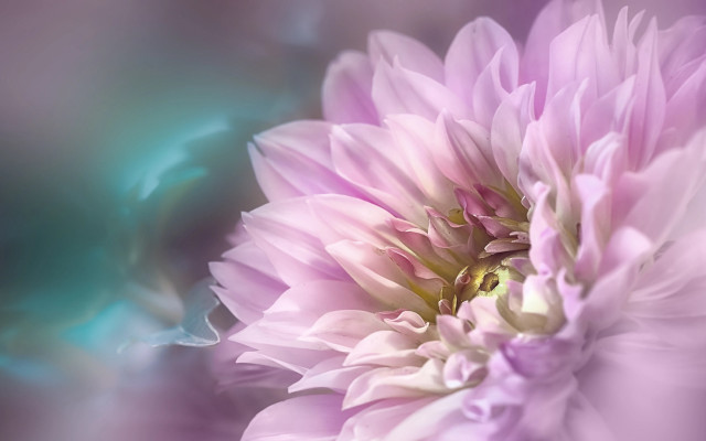 Pink lily bee water droplets free wallpaper - medium preview image
