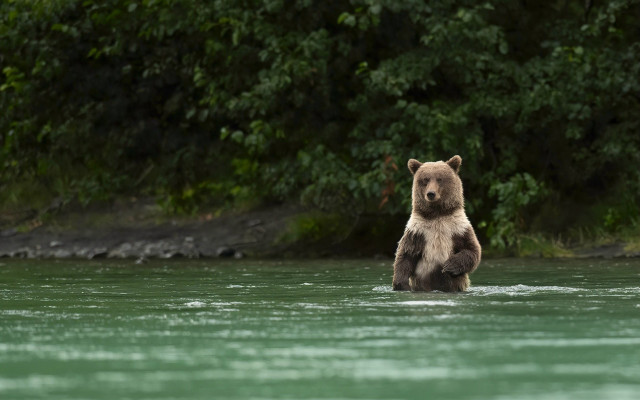 Bear water forest river nature free wallpaper - medium preview image