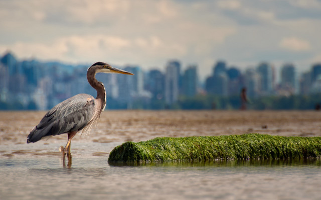 Bird water grassy city cloudy free wallpaper - medium preview image