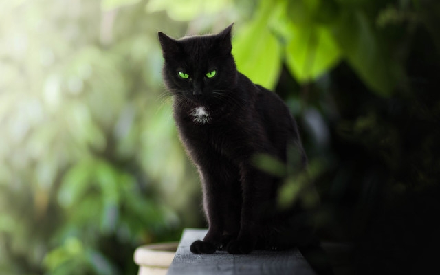 Black cat green eyes gothic free wallpaper - medium preview image