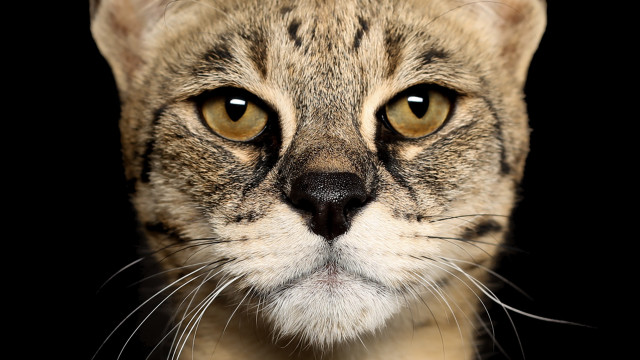 Cat white stripe rayonism portrait free wallpaper - medium preview image
