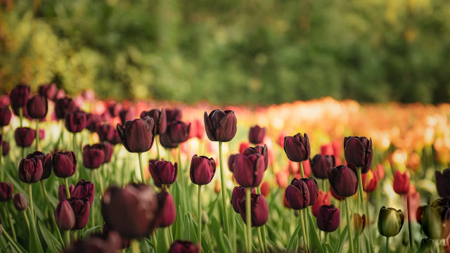 Tulip field bokeh rich colors free wallpaper - medium preview image