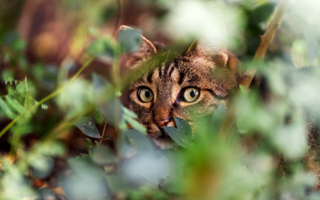 Curious cat peeking leaves grass free wallpaper - medium preview image
