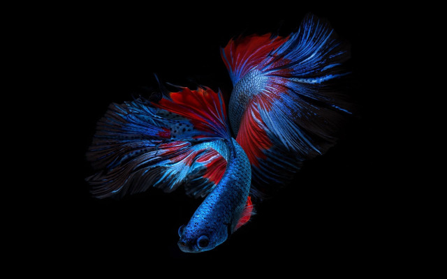 Red blue fish long tail free wallpaper - medium preview image