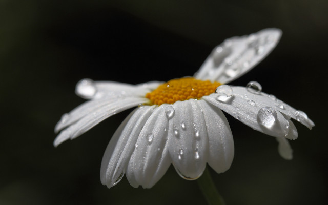 White flower water droplets macro #10 free wallpaper - medium preview image