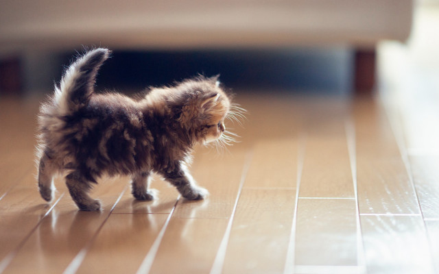 Kitten wood flooring rug arabesque free wallpaper - medium preview image