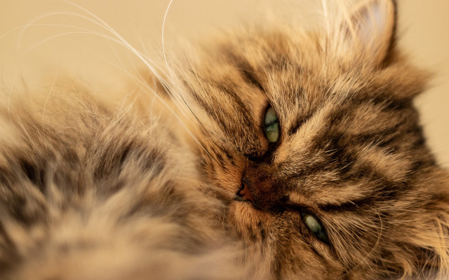 Cat laying closed eyes mellow free wallpaper - medium preview image