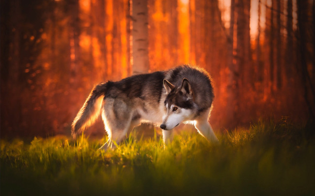 Wolf forest sunset autumn leaves free wallpaper - medium preview image