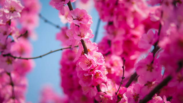 Pink sakura blossoms branch blue free wallpaper - medium preview image
