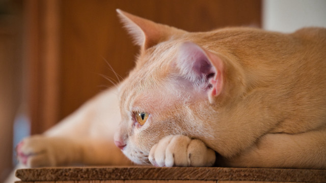 Cat wooden table white cat free wallpaper - medium preview image