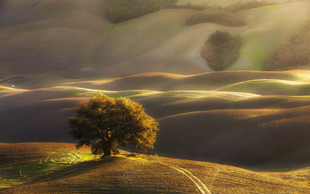 Lone tree field sunset ocean free wallpaper - medium preview image