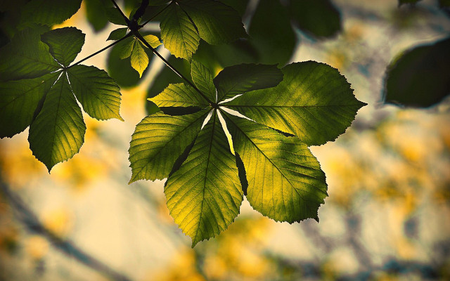 Green leaf autumn blurry background free wallpaper - medium preview image
