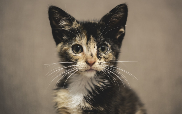 Kitten sad serious eyes renaissance free wallpaper - medium preview image