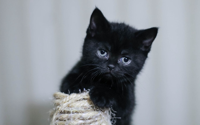 Black kitten hay curtain cat free wallpaper - medium preview image