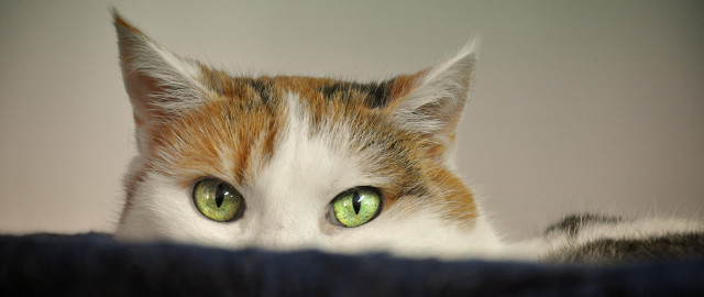 Black cat green eyes macro #2 free wallpaper - medium preview image