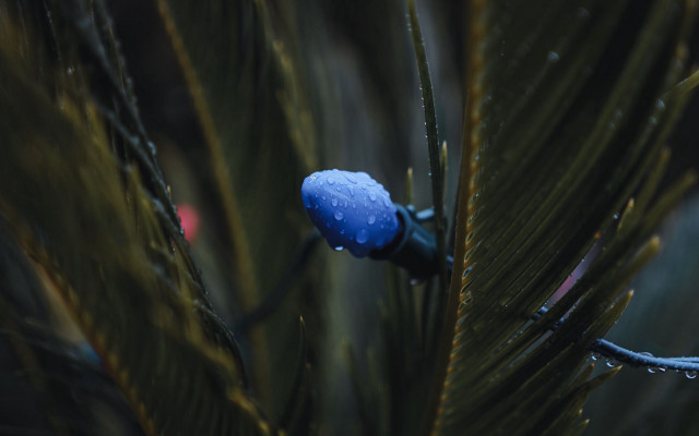 Pine tree water droplets red free wallpaper - medium preview image