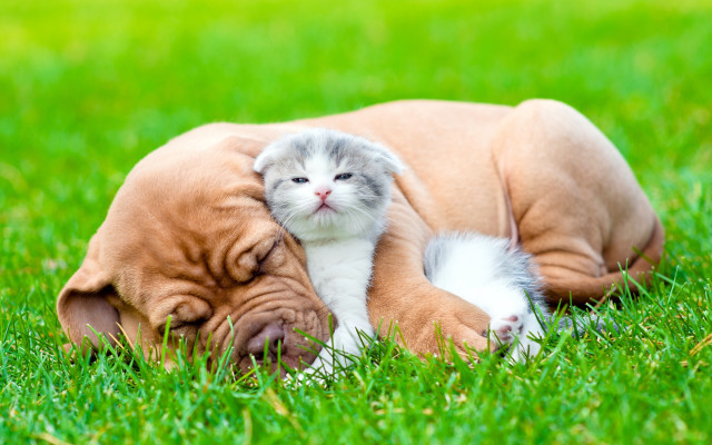 Cat dog cuddling nature outdoors free wallpaper - medium preview image