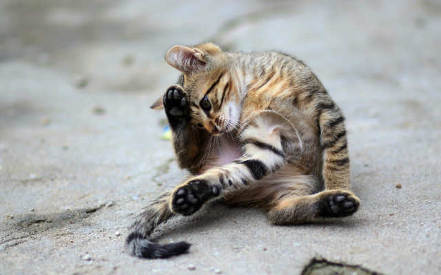 Kitten playing toy sand glamor free wallpaper - medium preview image