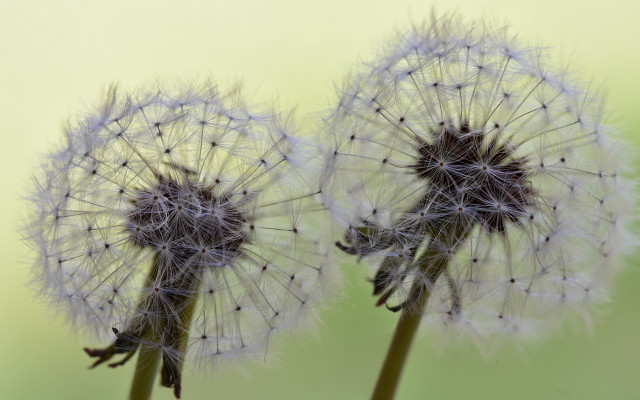 Two dandelions white seeds green free wallpaper - medium preview image