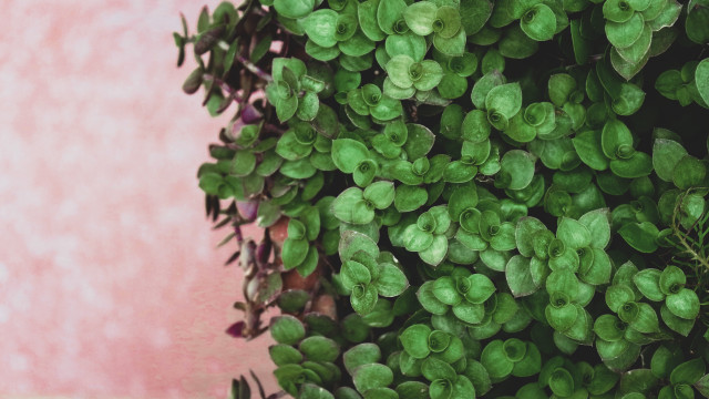 Green leaves pink wall ivy free wallpaper - medium preview image