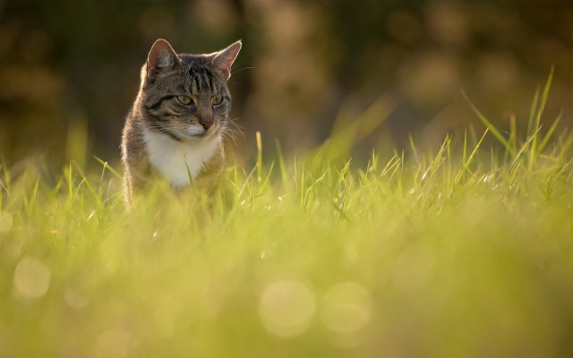 Cat grass dandelion impressionism tiltshift free wallpaper - medium preview image
