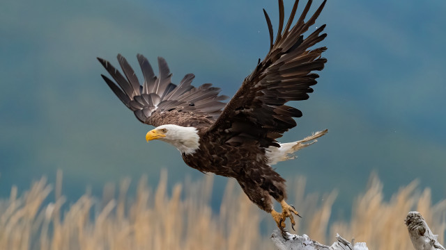 Bald eagle flying over dry free wallpaper - medium preview image