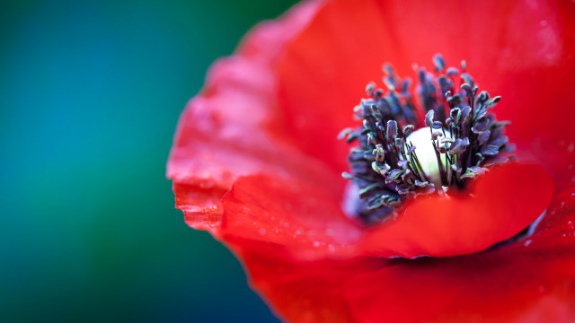 Red flower gradient background macro free wallpaper - medium preview image