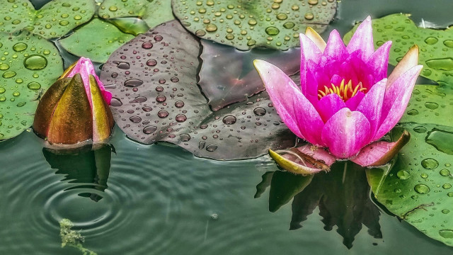 Pink flower floating pond lily free wallpaper - medium preview image