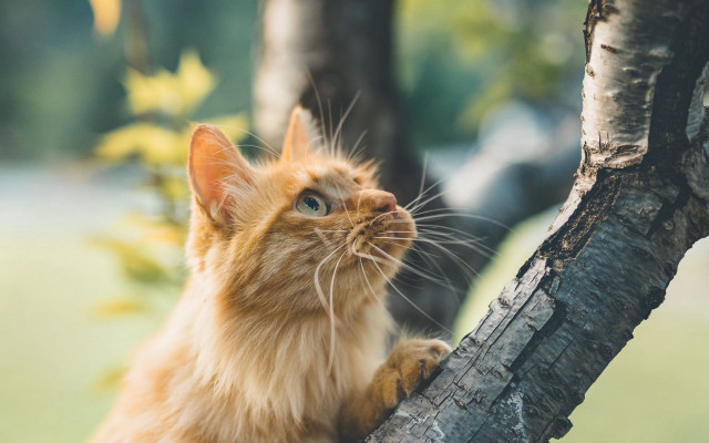 Cat sitting tree branch looking free wallpaper - medium preview image