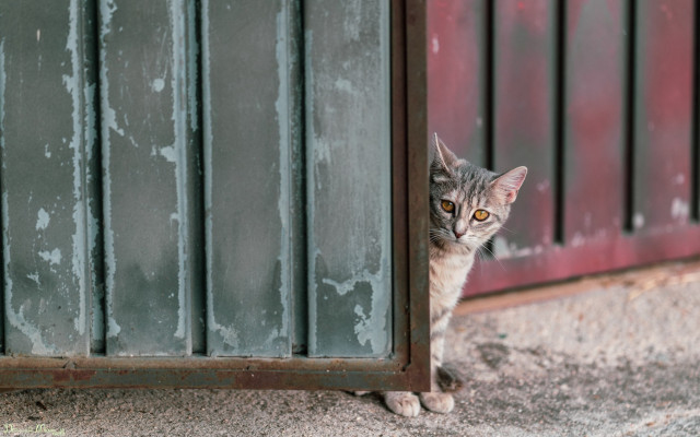 Cat peering window peeling paint free wallpaper - medium preview image