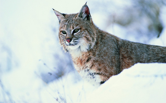Lynx snow sad look digital free wallpaper - medium preview image