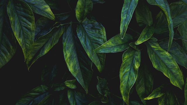 Green leafy plant light shadow free wallpaper - medium preview image