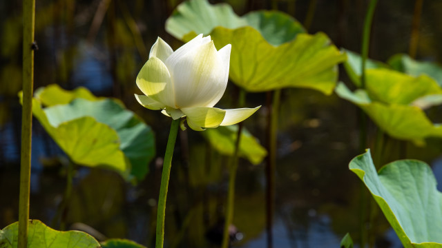White flower water lilies green free wallpaper - medium preview image