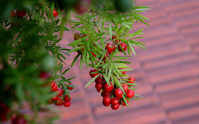 Berry plant leaves bokeh macro free wallpaper - medium preview image