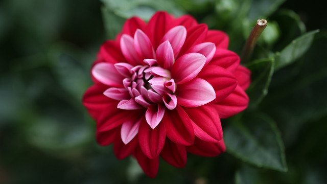 Red pink flower bokeh leaves free wallpaper - medium preview image