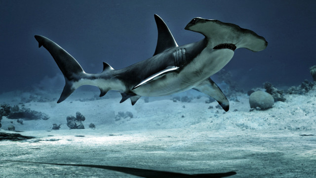 Shark ocean shadow boat bubble free wallpaper - medium preview image