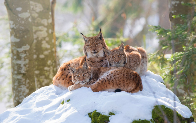 Lynx snowy forest hill nature free wallpaper - medium preview image