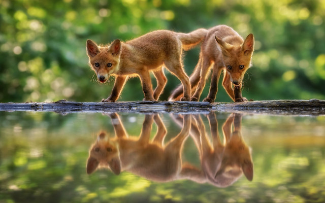 Foxes log water trees nature free wallpaper - medium preview image