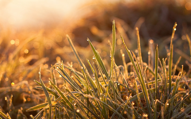 Dew sunshine green grass autumn free wallpaper - medium preview image
