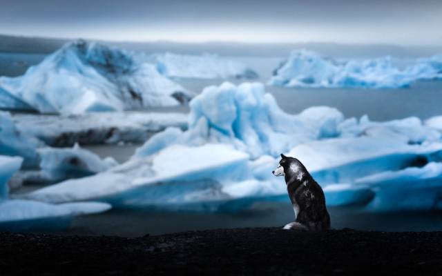 Wolf iceberg landscape mountains nature free wallpaper - medium preview image