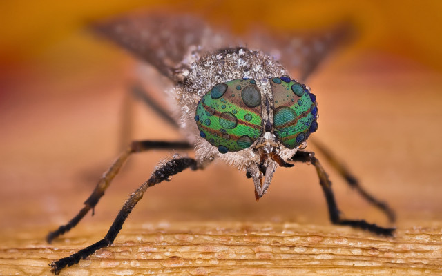 Green black insect macro bokeh free wallpaper - medium preview image