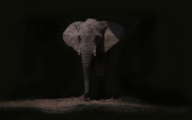 Elephant dark trunk side naturalism free wallpaper - medium preview image