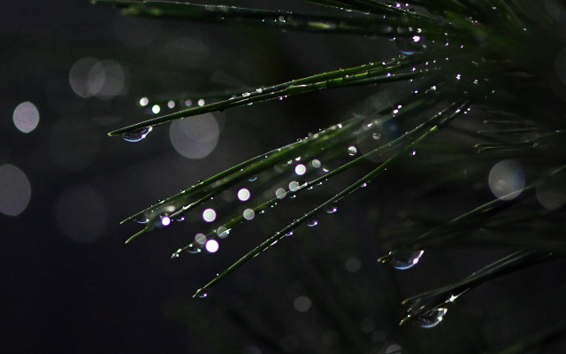 Pine water drops moon bokeh free wallpaper - medium preview image