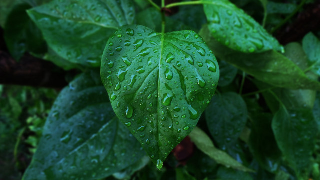 Green leaf water droplets bokeh #6 free wallpaper - medium preview image