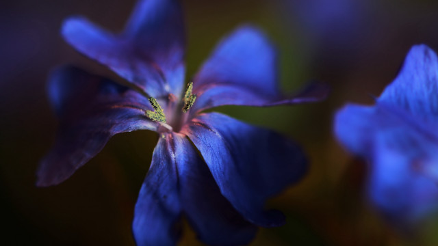 Blue flower macro blurry background #2 free wallpaper - medium preview image