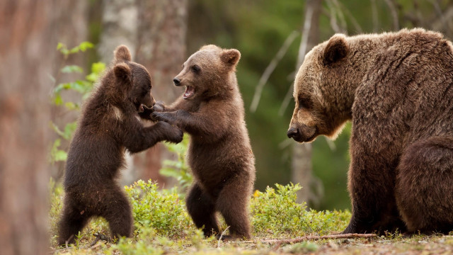 Three brown bears playing woods free wallpaper - medium preview image