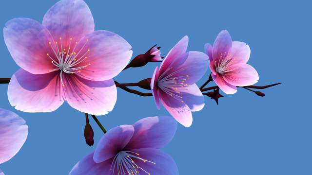 Pink flowers branch blue sky free wallpaper - medium preview image