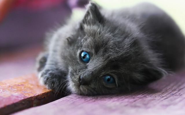 Small gray kitten blue eyes #3 free wallpaper - medium preview image
