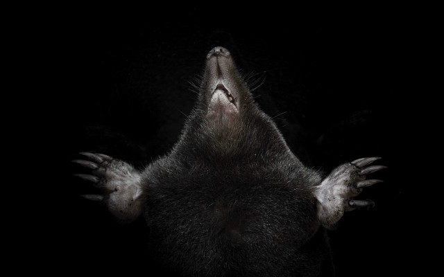 Black monster sharp teeth spikes free wallpaper - medium preview image